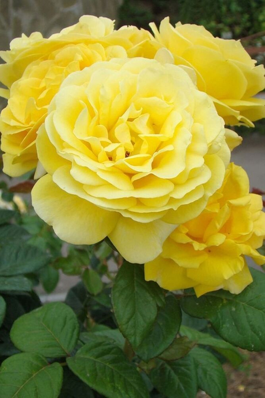 Роза Микеланджело С4 Закупка М16 июнь 2026