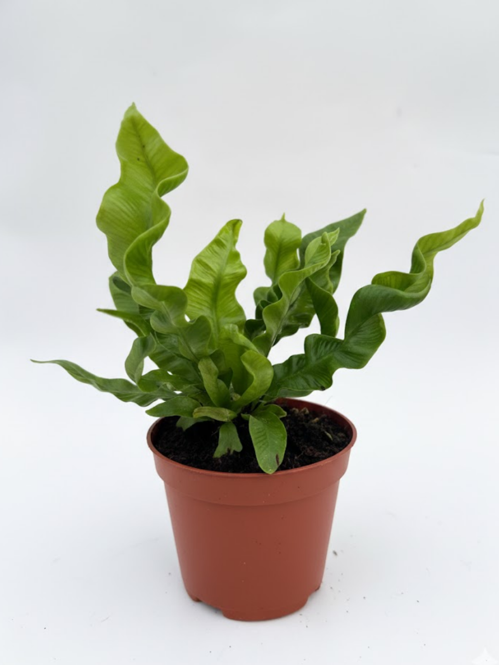 Папоротник Golden Zebra д.11