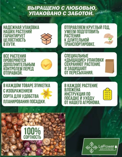 Тюльпан Луковица, Микс сортов 20 шт крупные