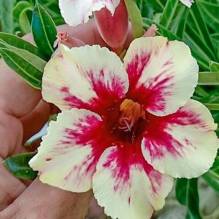 Адениум обесум 253 Ngọc Ngân 2