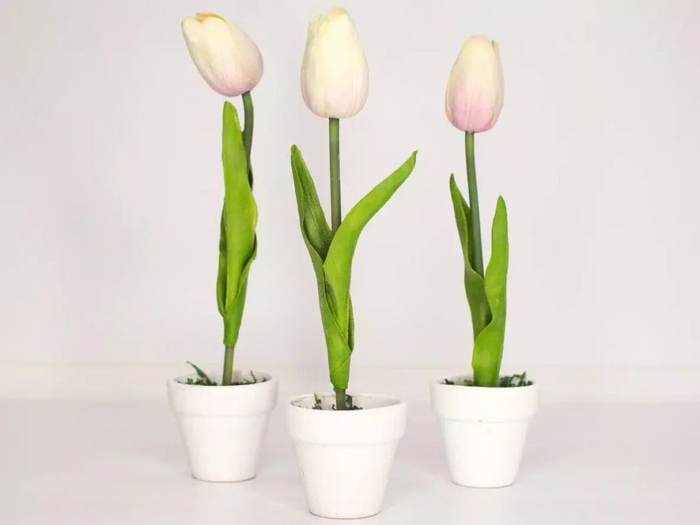 Тюльпан в горшке