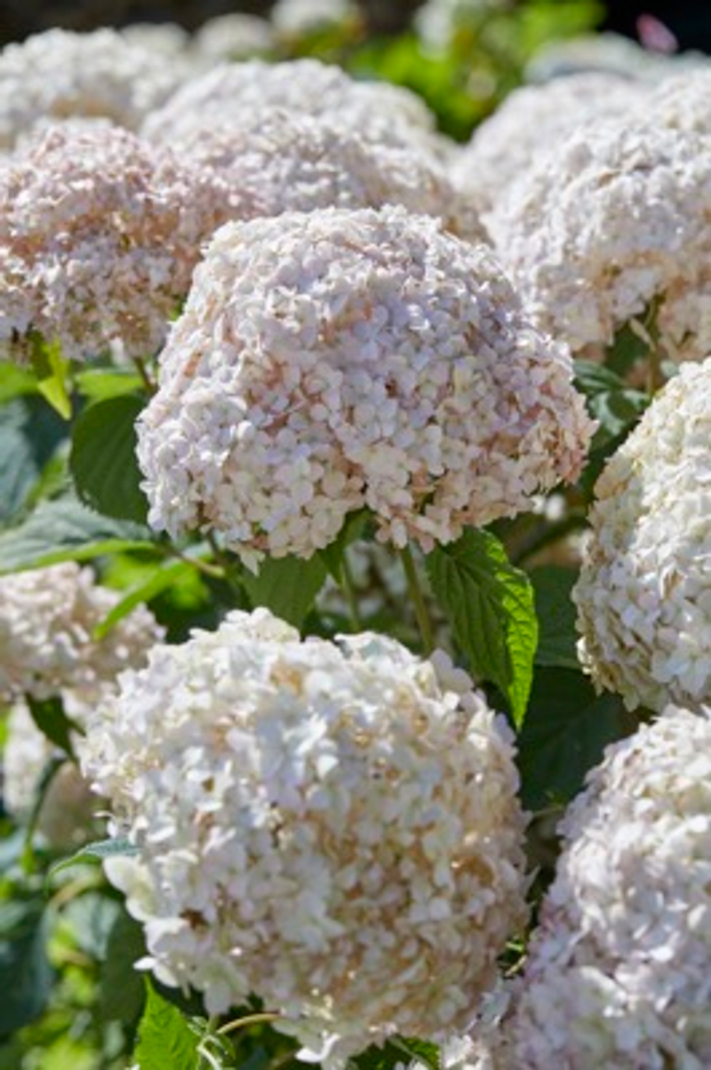 Гортензия древовидная Кандибель Маршмеллоу Р9 Закупка М59 апрель 2026