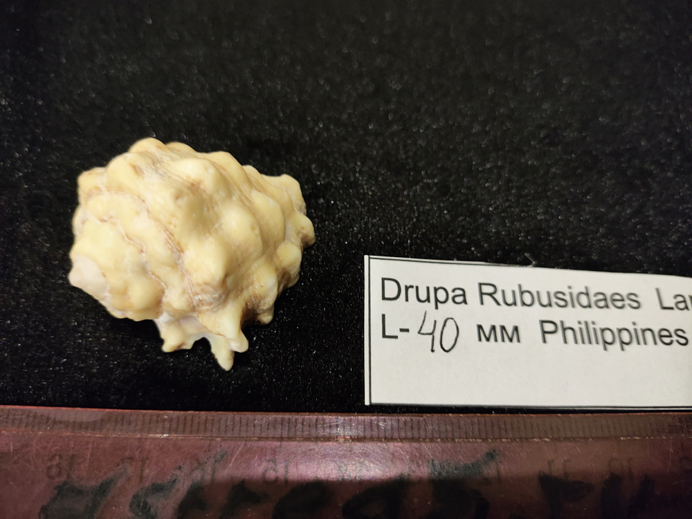 Друпа Рубусида