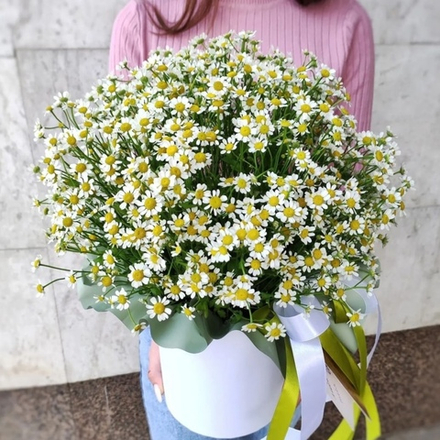 Композиция с 25 ромашками