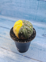 Astrophytum Asterias variagate (Астрофитум)