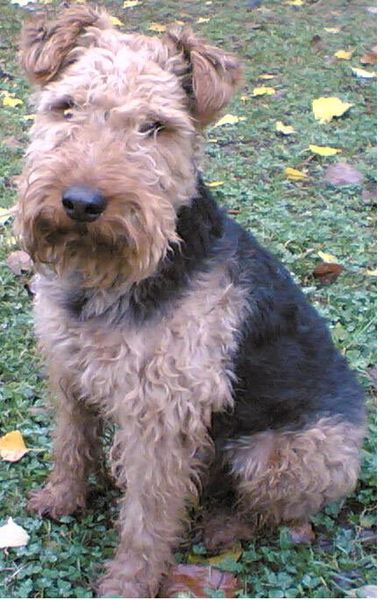 Вельш-терьер Вельш-терьер