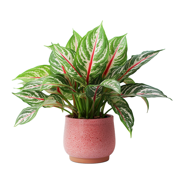 Аглаонема: полный экспертный гид по видам, уходу и выращиванию