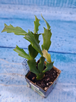 Schlumbergera cv. Thor Wild Cactus White (Шлюмбергера)