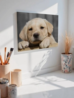 Картина на стену 40 X 50 Щенок лабрадора