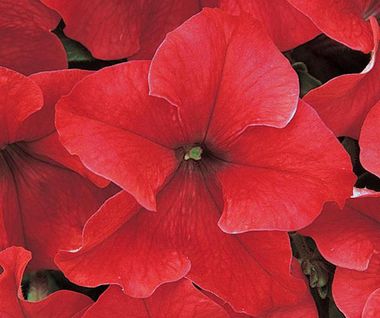 S6062 Петуния кустовая Grandiflora DREAMS RED 1000 шт.