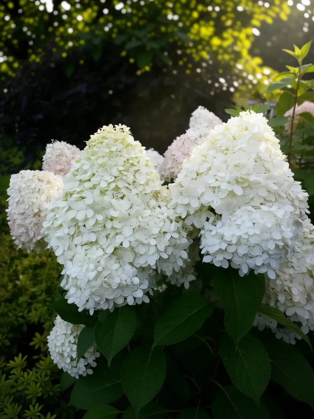 Фантом гортензия метельчатая