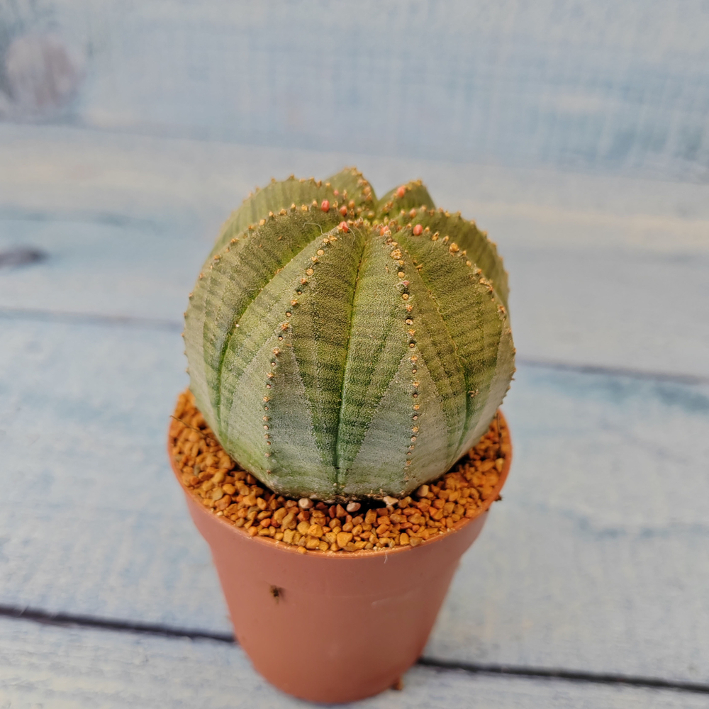 Euphoria Obesa (Эуфорбия)