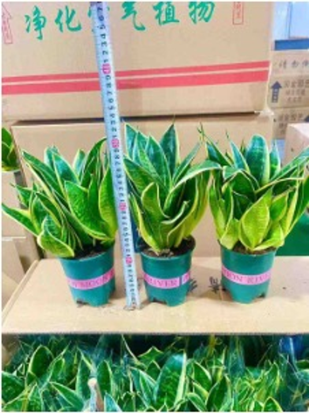 Сансевиерия Tiger Ear Orchid д. 12