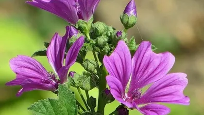 Мальва лесная