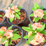 Эуфорбия Миля SAB PAISAN