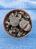 Lithops sp. (Литопсы)