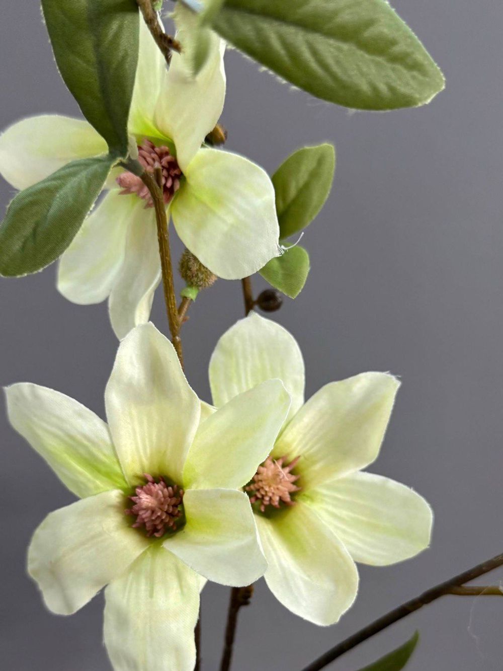 Магнолия кремовая (h64 см)