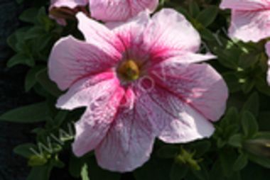 S60170 Петуния кустовая Grandiflora Prism sundae Raspberry Sundae  100 шт.