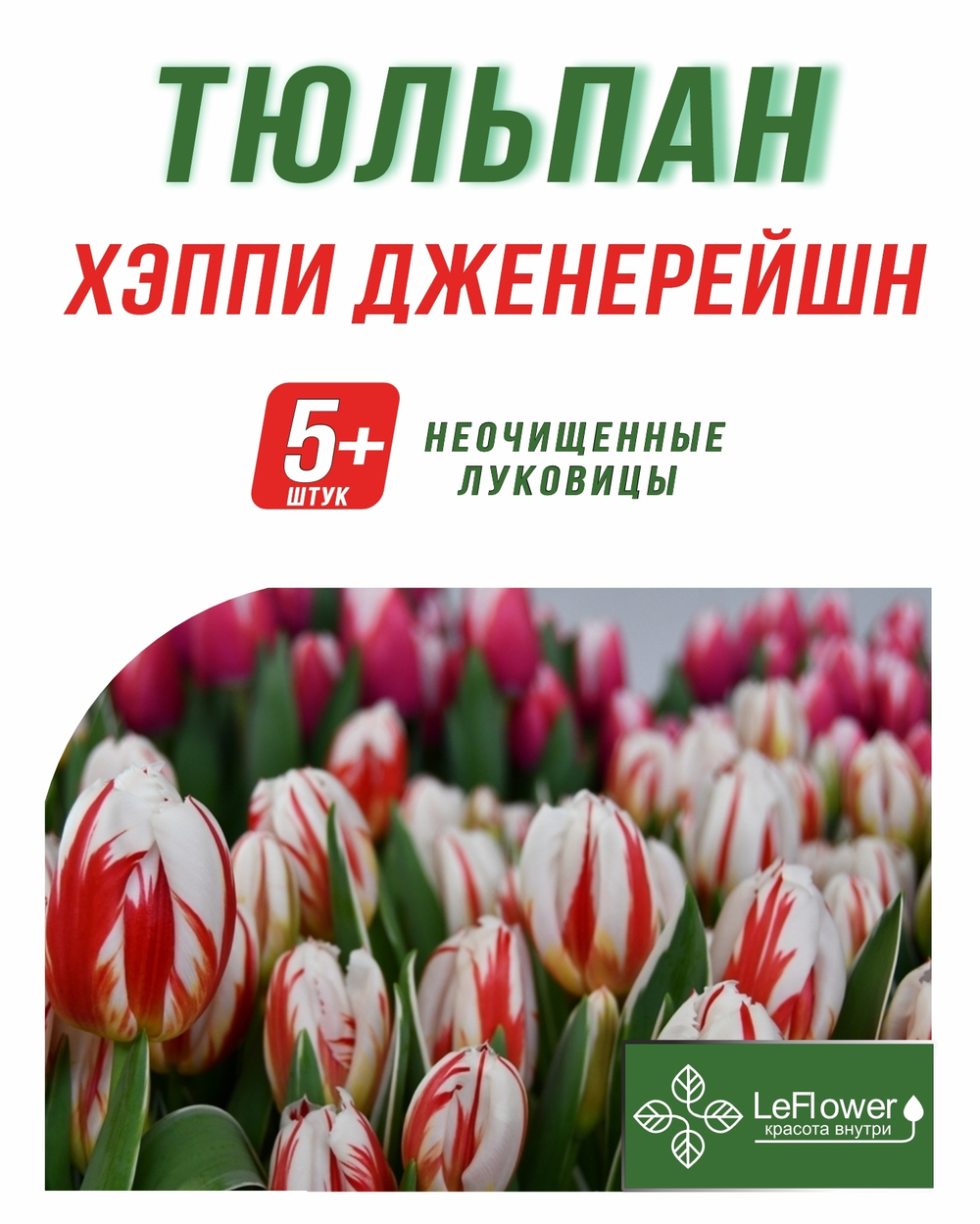 Тюльпан Луковица, Хэппи Дженерейшн, 5+ шт