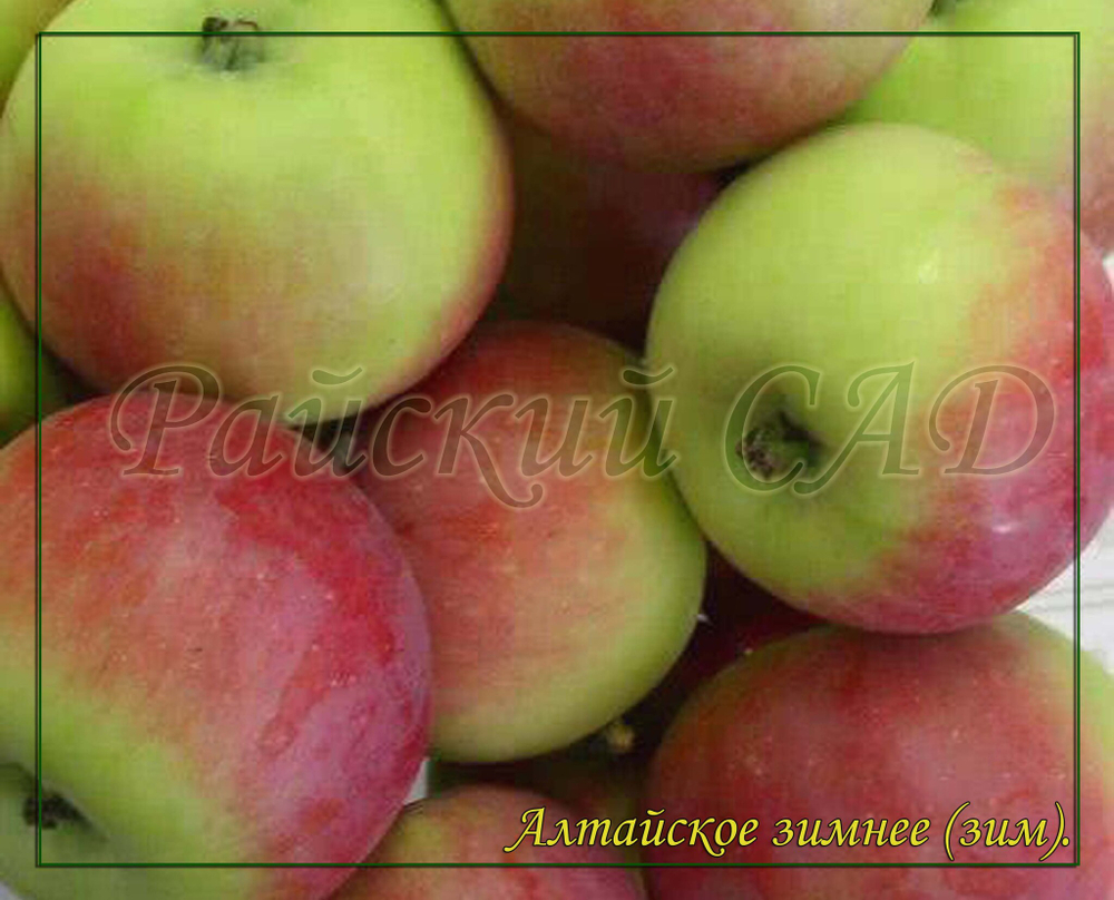Яблоня Алтайское зимнее