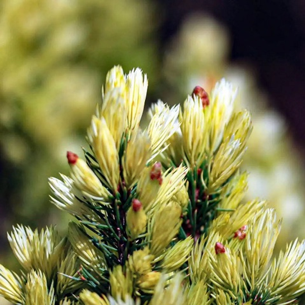 Ель канадская Дейзи Вайт