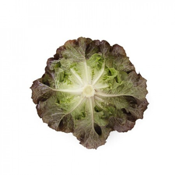 Бонарда семена салата саланова многолистный – фото 3