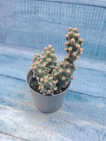 Tephrocactus Molinensis (Тефрокактус)