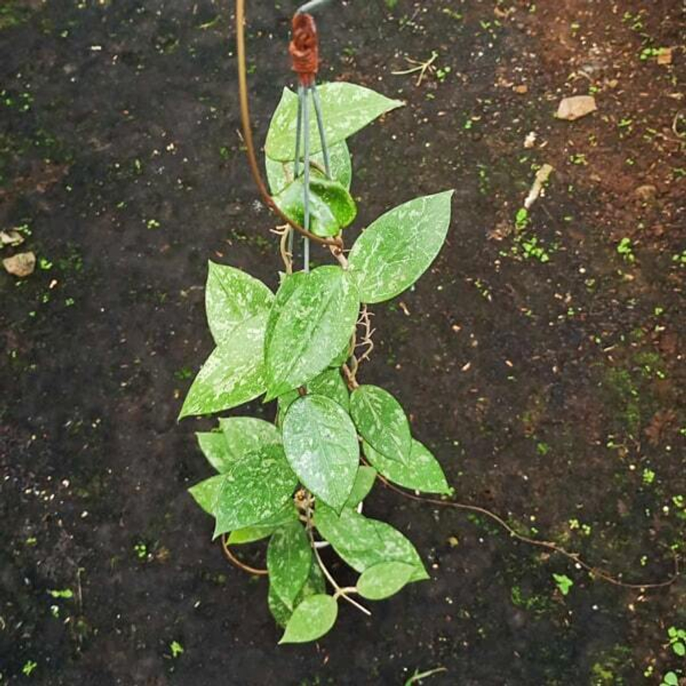 Хойя VERTICILLATA MAGETAN