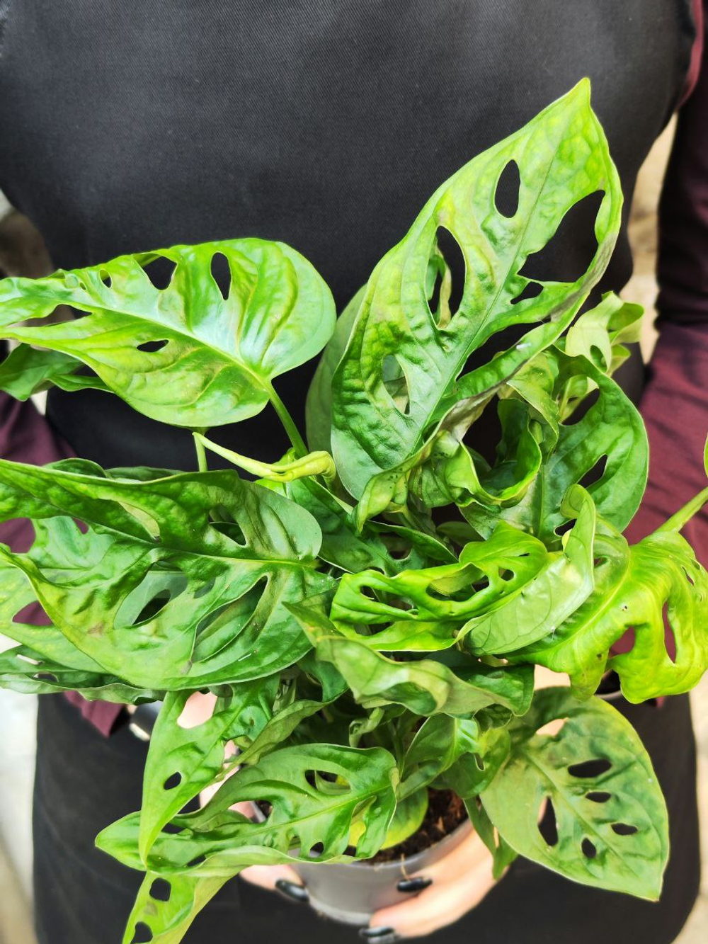 Монстера Адансона (Monstera Adansonii) D12см