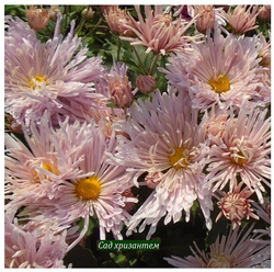 Корейская хризантема Перлынка рожева 🌻 ☘ з.27 (на осень)