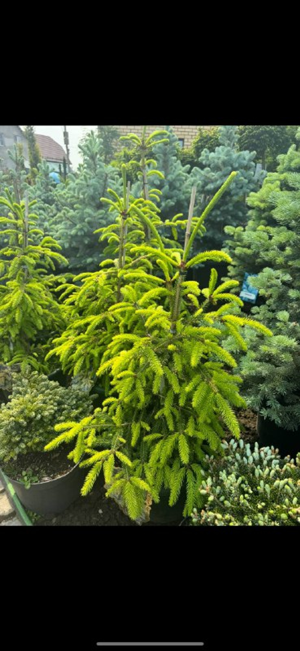 Ель обыкновенная Голд Дрифт Р9 Закупка М62 апрель-май 2026