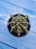 Gymnocalycium T-Rex Pink hybrid (Гимнокалициум T-rex)