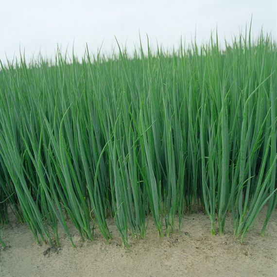 БАЙЯ ВЕРДЕ семена лука на перо (Seminis | Alexagro)