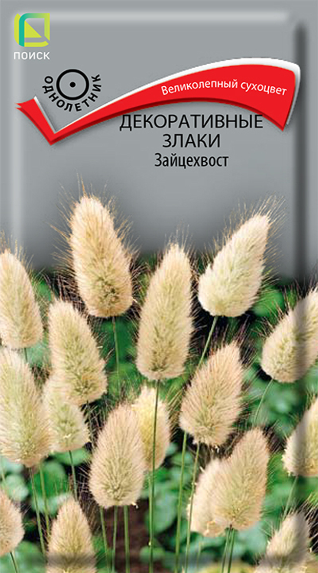 Декоративные злаки Зайцехвост