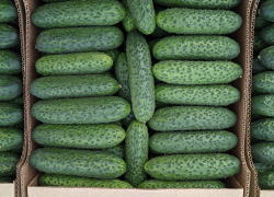 Огурец Гилрой F1 7шт ВитаГрин ЭКСТРА