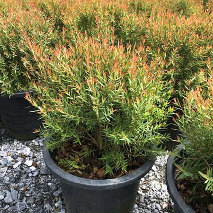Можжевельник ароматный – Juniperus Sp. Som Hom