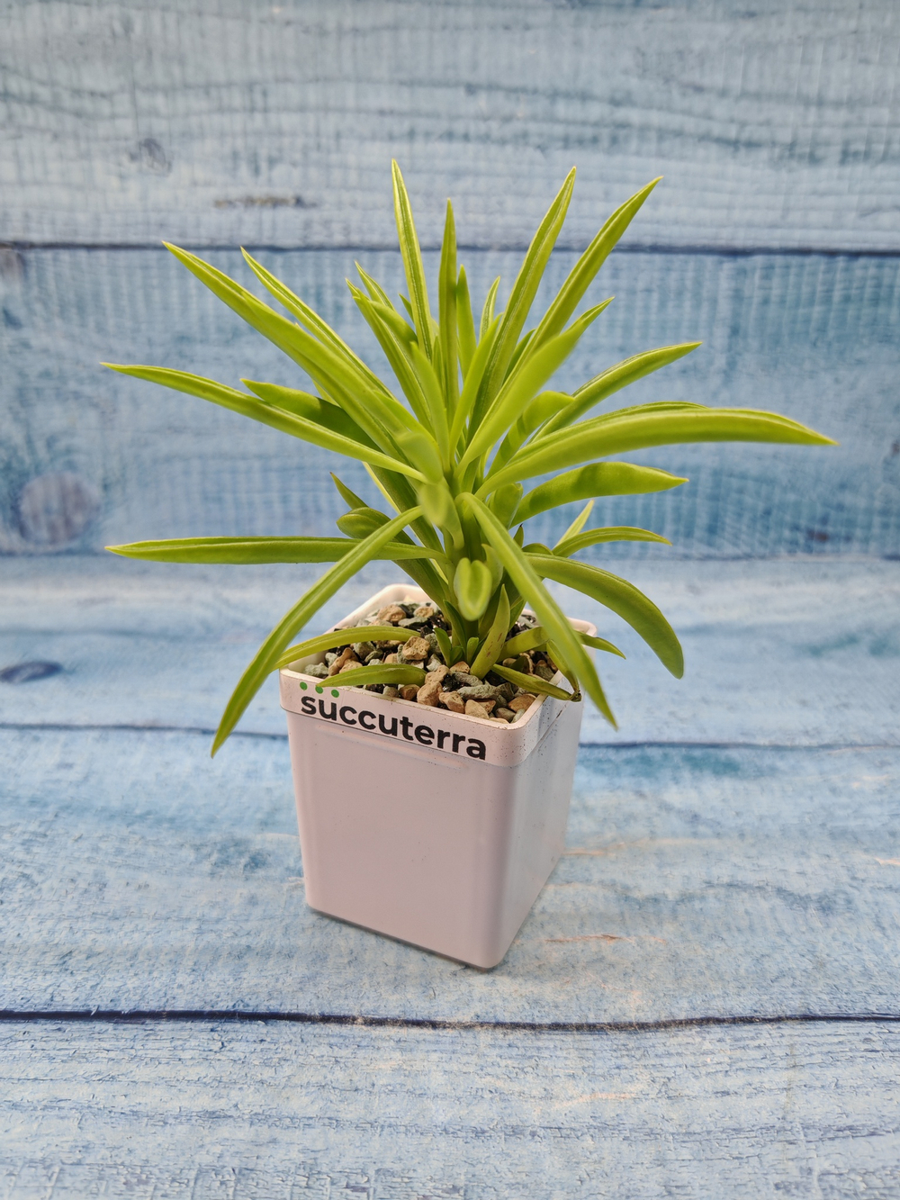 Peperomia Nevada (Пеперомия)