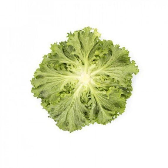 ЛАНДАУ семена салата Rijk Zwaan описание