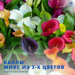 Каллы (микс цветов)