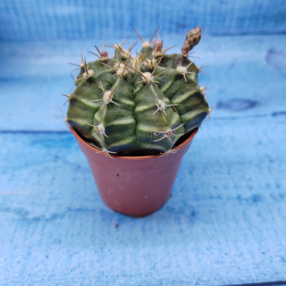 Gymnocalycium Friedrichii (Гимнокалициум)