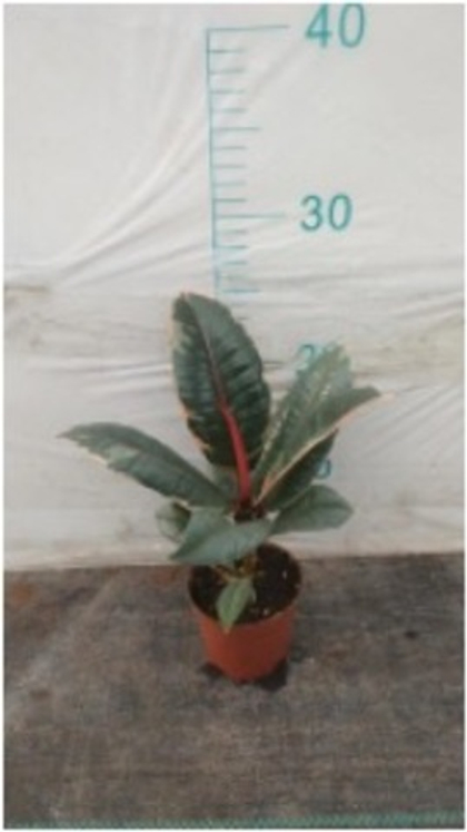 Фикус Red Pass Kong д.9