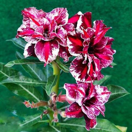 Адениум YUVIKA