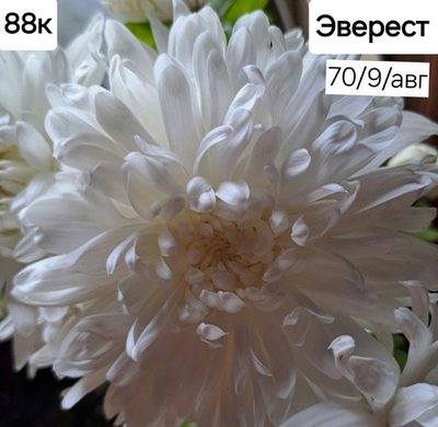 САЖЕНЦЫ ХРИЗАНТЕМЫ КОРЕЙСКАЯ ЭВЕРЕСТ №88