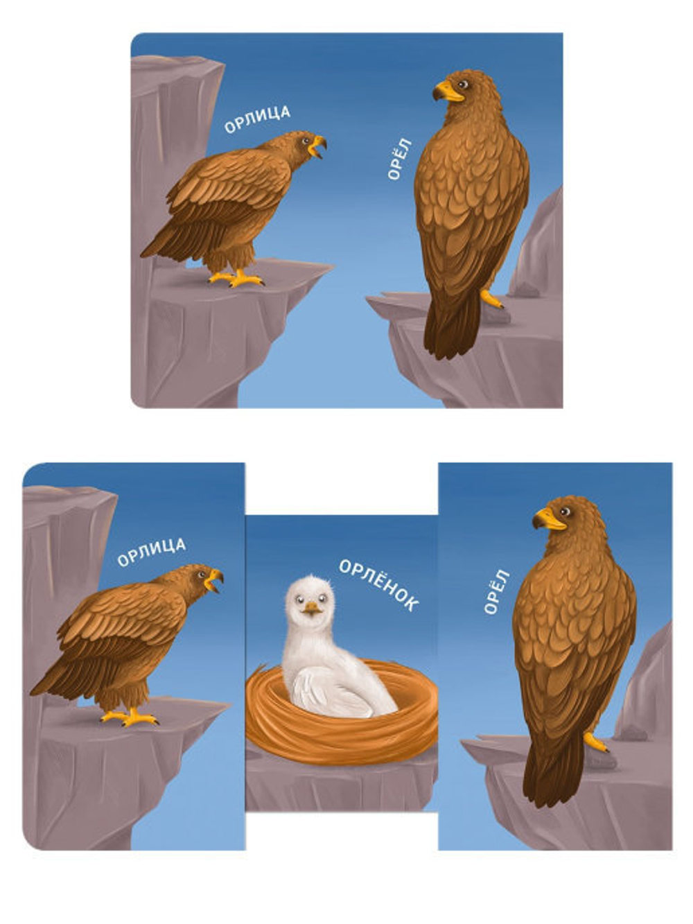 Книжки - задвижки. Мама, папа и малыш. Дикие животные