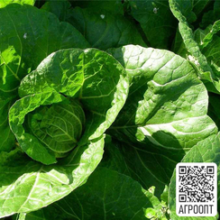 Пасифико F1 семена капусты пекинской (Bejo / Бейо)