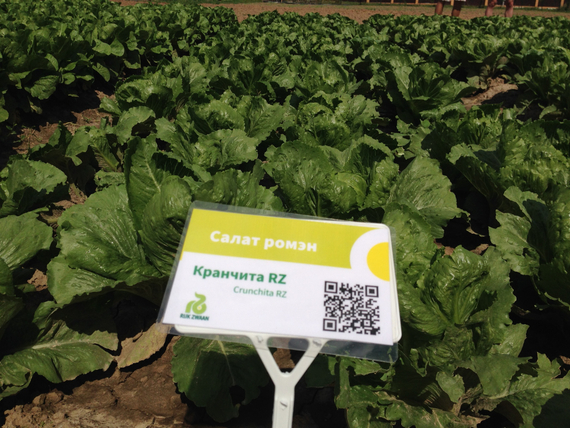 КРАНЧИТА семена салата (Rijk Zwaan | Alexagro) – фото 14