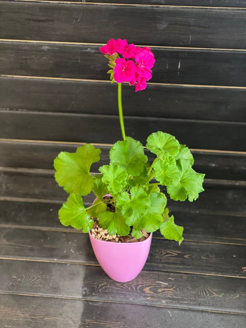 Пеларгония