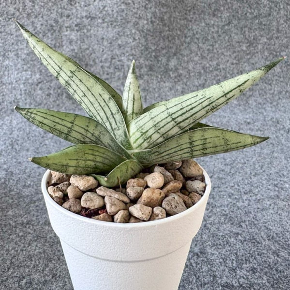 Сансевиерия ROOKIE