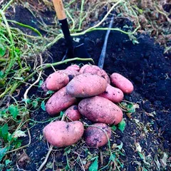 Картофель красный «Ред Скарлет» / 5 кг